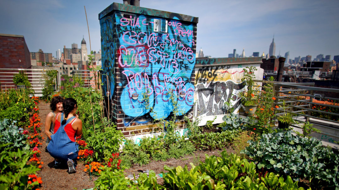 Umbrella House